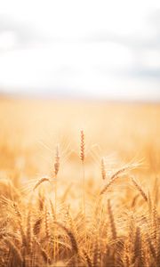 Preview wallpaper spikelets, wheat, field, dry, harvest