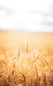 Preview wallpaper spikelets, wheat, field, dry, harvest