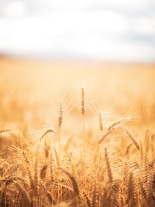 Preview wallpaper spikelets, wheat, field, dry, harvest