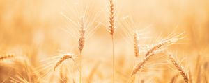Preview wallpaper spikelets, wheat, field, dry, harvest