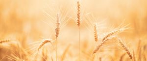 Preview wallpaper spikelets, wheat, field, dry, harvest