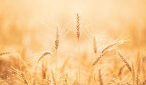 Preview wallpaper spikelets, wheat, field, dry, harvest