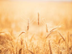 Preview wallpaper spikelets, wheat, field, dry, harvest