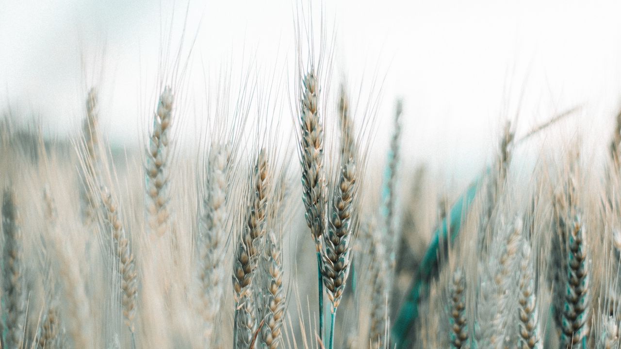 Wallpaper spikelets, wheat, field, grains, cereals