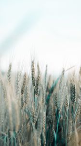 Preview wallpaper spikelets, wheat, field, grains, cereals