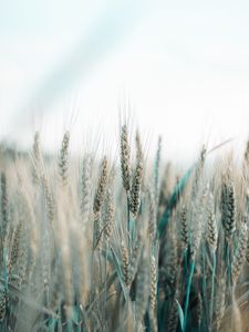 Preview wallpaper spikelets, wheat, field, grains, cereals