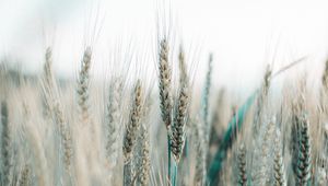 Preview wallpaper spikelets, wheat, field, grains, cereals