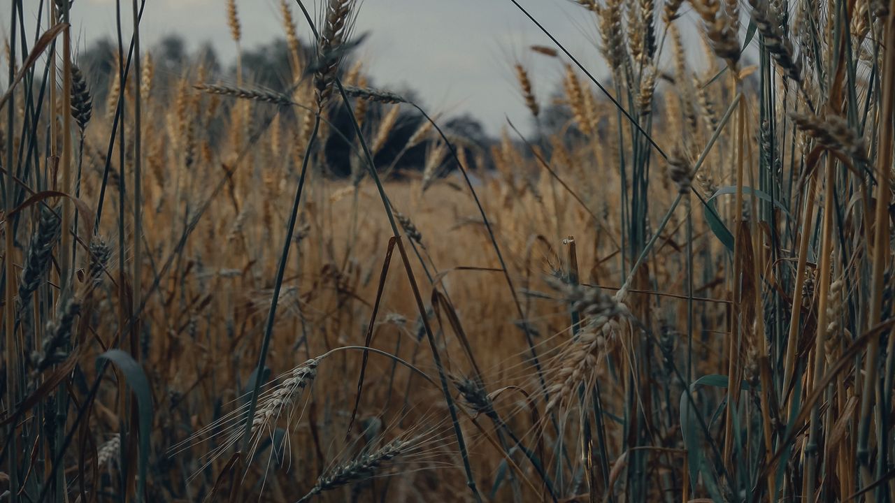 Wallpaper spikelets, wheat, field, dry, harvest