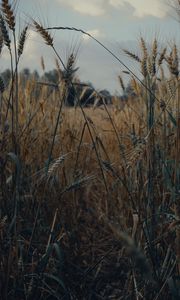 Preview wallpaper spikelets, wheat, field, dry, harvest