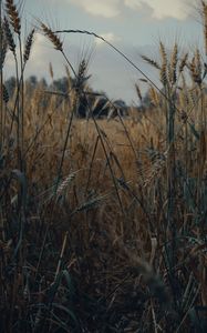 Preview wallpaper spikelets, wheat, field, dry, harvest