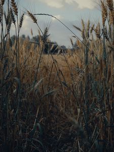 Preview wallpaper spikelets, wheat, field, dry, harvest