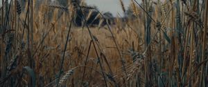 Preview wallpaper spikelets, wheat, field, dry, harvest