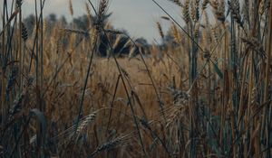 Preview wallpaper spikelets, wheat, field, dry, harvest