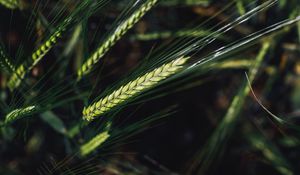 Preview wallpaper spikelets, wheat, grain, macro, closeup