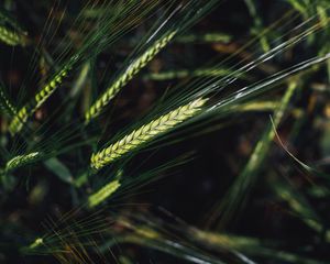 Preview wallpaper spikelets, wheat, grain, macro, closeup