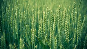 Preview wallpaper spikes, field, grass