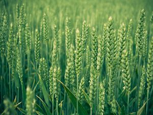 Preview wallpaper spikes, field, grass