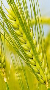 Preview wallpaper spikes, green, macro, field