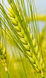 Preview wallpaper spikes, green, macro, field