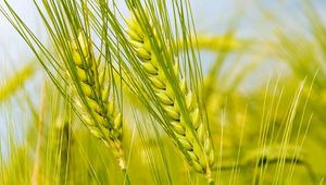 Preview wallpaper spikes, green, macro, field