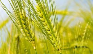 Preview wallpaper spikes, green, macro, field