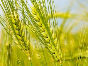 Preview wallpaper spikes, green, macro, field