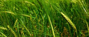 Preview wallpaper spikes, immature, field, plant