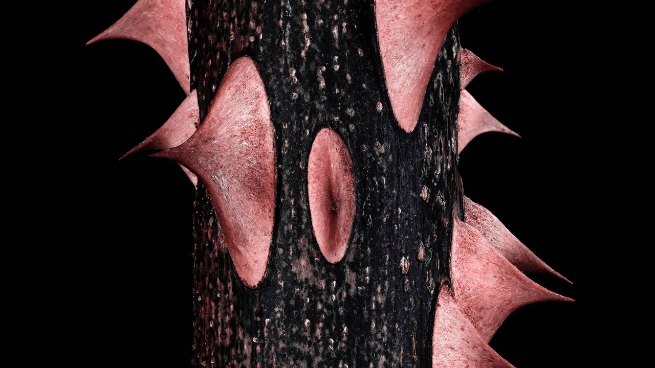 Wallpaper spikes, stem, black