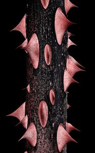 Preview wallpaper spikes, stem, black