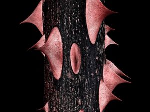 Preview wallpaper spikes, stem, black
