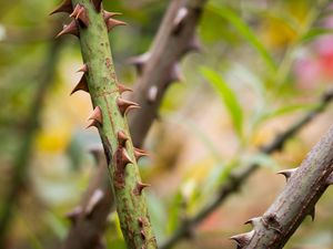 Preview wallpaper spikes, stem, bush