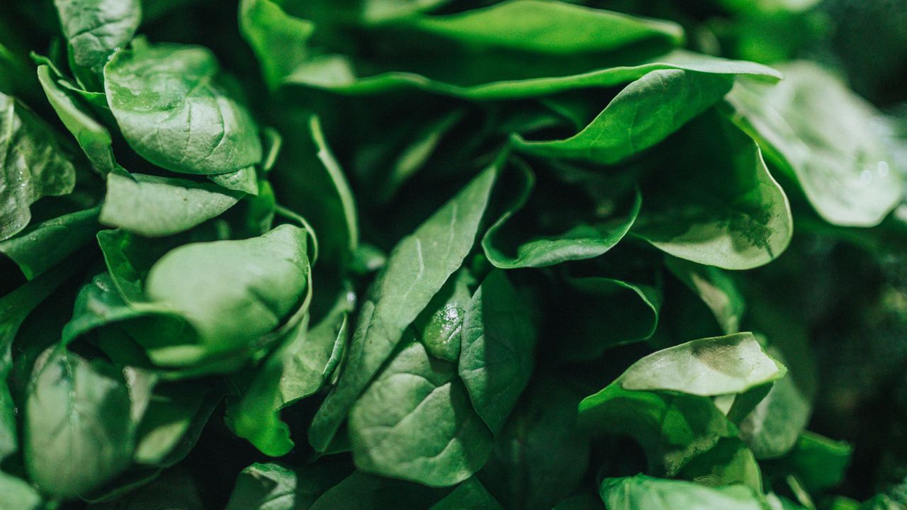 Wallpaper spinach, leaves, green, macro