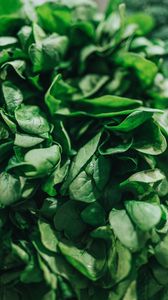 Preview wallpaper spinach, leaves, green, macro