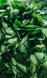 Preview wallpaper spinach, leaves, green, macro