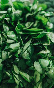 Preview wallpaper spinach, leaves, green, macro