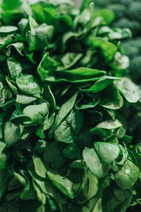 Preview wallpaper spinach, leaves, green, macro