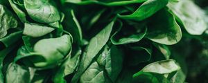 Preview wallpaper spinach, leaves, green, macro