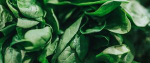 Preview wallpaper spinach, leaves, green, macro