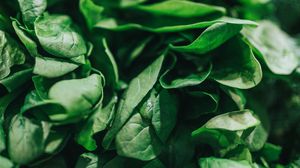 Preview wallpaper spinach, leaves, green, macro