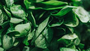 Preview wallpaper spinach, leaves, green, macro