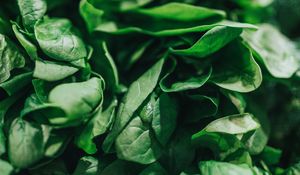 Preview wallpaper spinach, leaves, green, macro