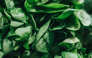 Preview wallpaper spinach, leaves, green, macro