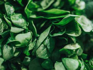 Preview wallpaper spinach, leaves, green, macro