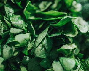 Preview wallpaper spinach, leaves, green, macro