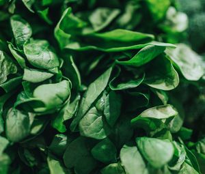 Preview wallpaper spinach, leaves, green, macro