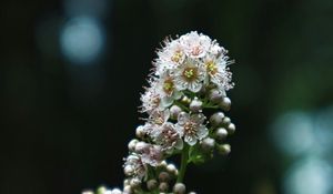 Preview wallpaper spiraea, flower, inflorescence, macro