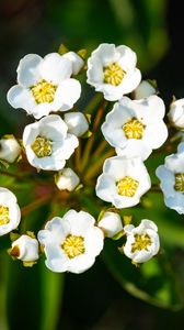 Preview wallpaper spiraea vanhouttei, flowers, petals, plant, macro