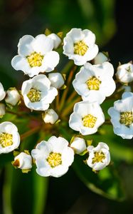 Preview wallpaper spiraea vanhouttei, flowers, petals, plant, macro