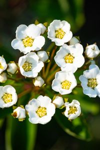 Preview wallpaper spiraea vanhouttei, flowers, petals, plant, macro