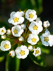 Preview wallpaper spiraea vanhouttei, flowers, petals, plant, macro